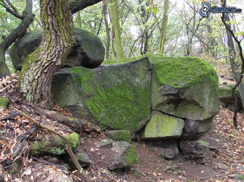 boulder, rock, moss, tree