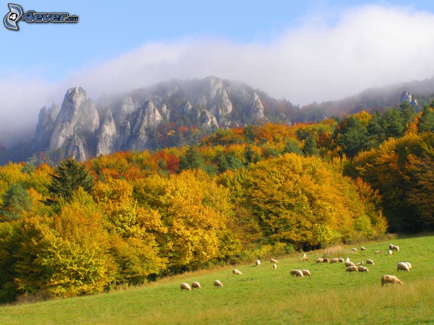 colorful autumn forest, sheep, mountains