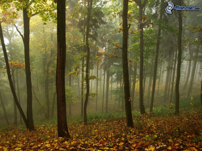 colorful forest, yellow leaves, fog, autumn