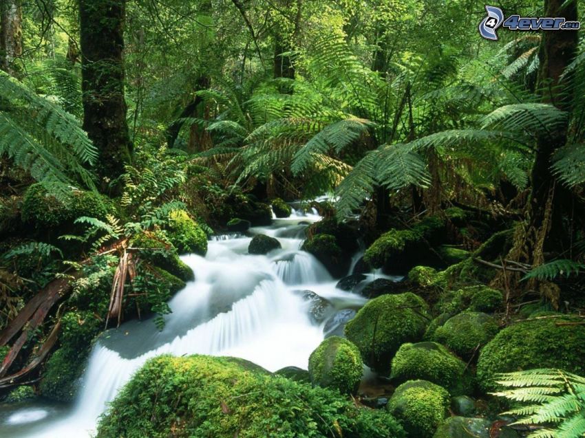 creek in forest, forest, tropics, Australia