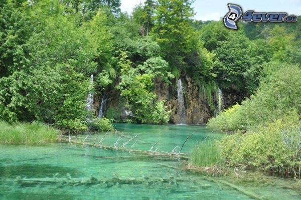 creek in forest, water, waterfalls
