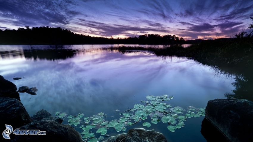 evening dawn, lake, sky, water lilies