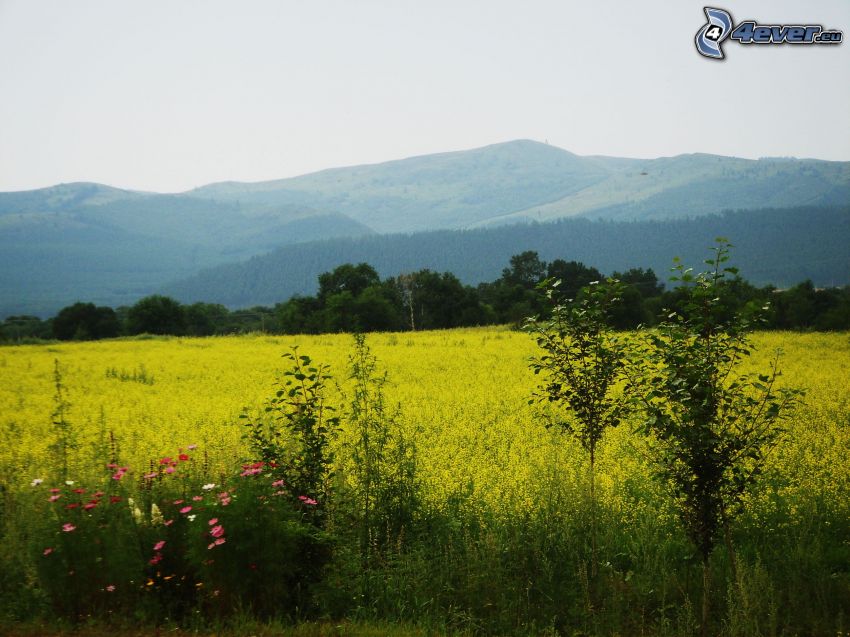 field, yellow flowers, hills