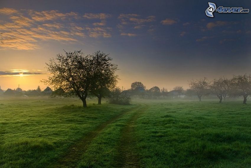 foggy morning, field path, deciduous trees, meadow, field, village