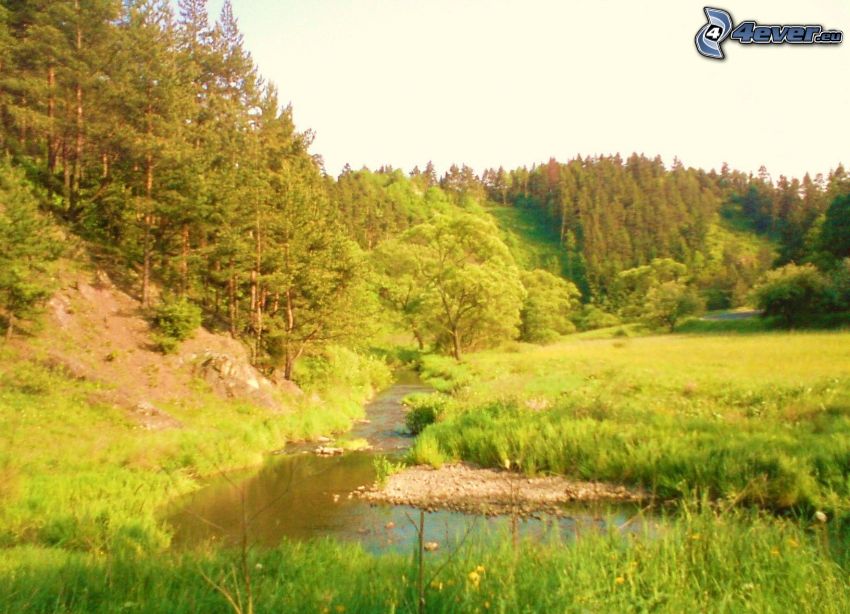 forest, meadow, panorama, mountain, stream, river