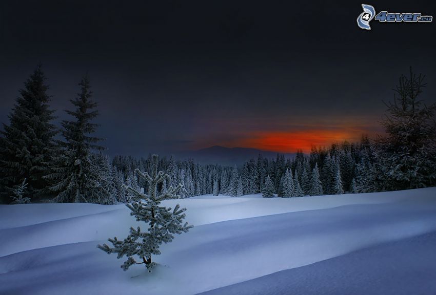 forest after sunset, snow, coniferous trees, snowy forest