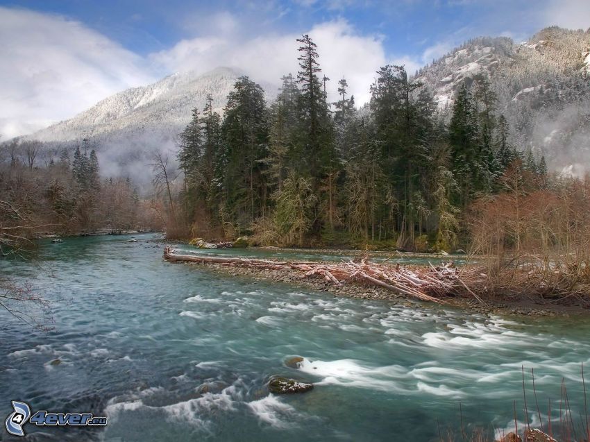 forest creek, River, coniferous trees, snowy mountains