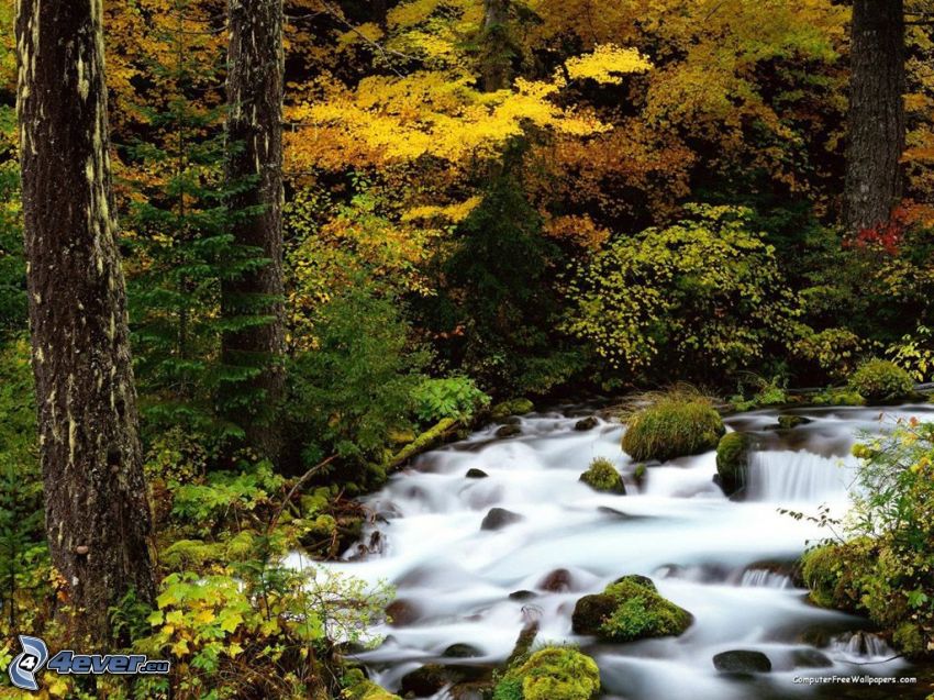 forest creek, trees, yellow leaves
