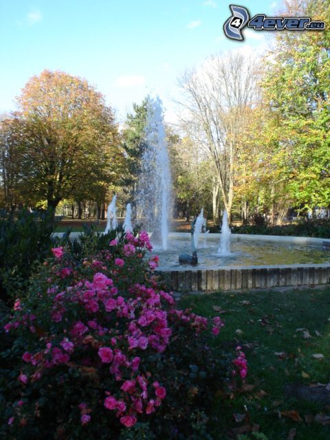 fountain, geyser, flowers, nature