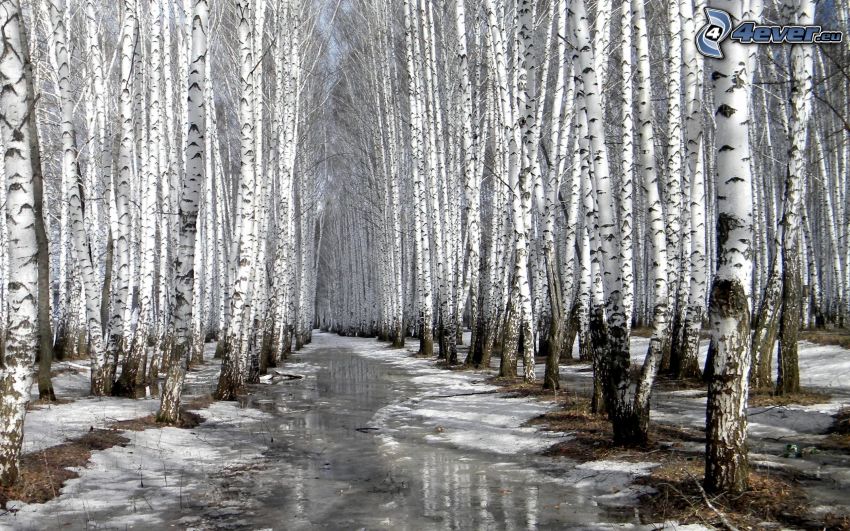 frozen birch, birch forest