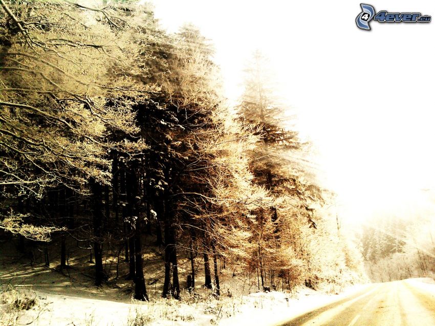 frozen forest, coniferous trees, road, winter