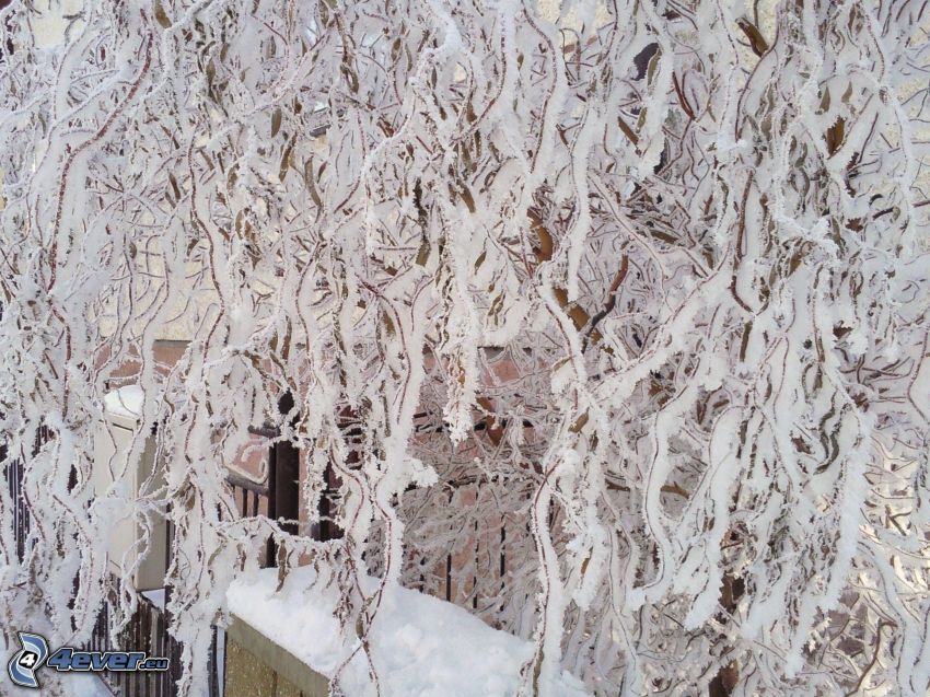 frozen tree, snow, frost, winter