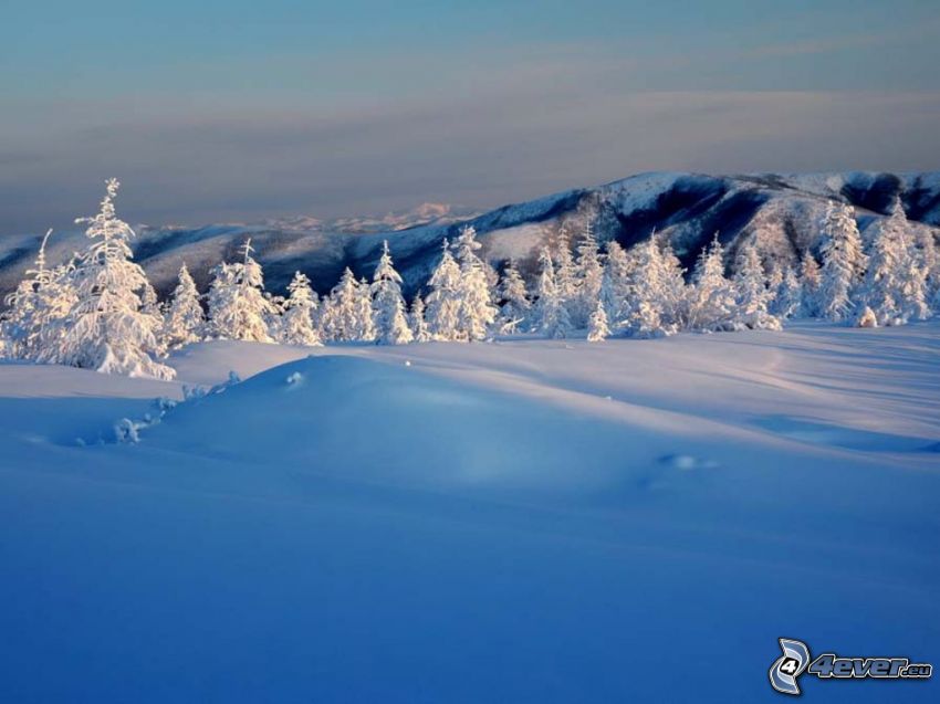 frozen trees, hills, snow