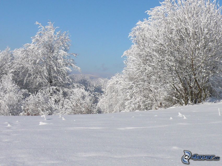 frozen trees, snow, winter