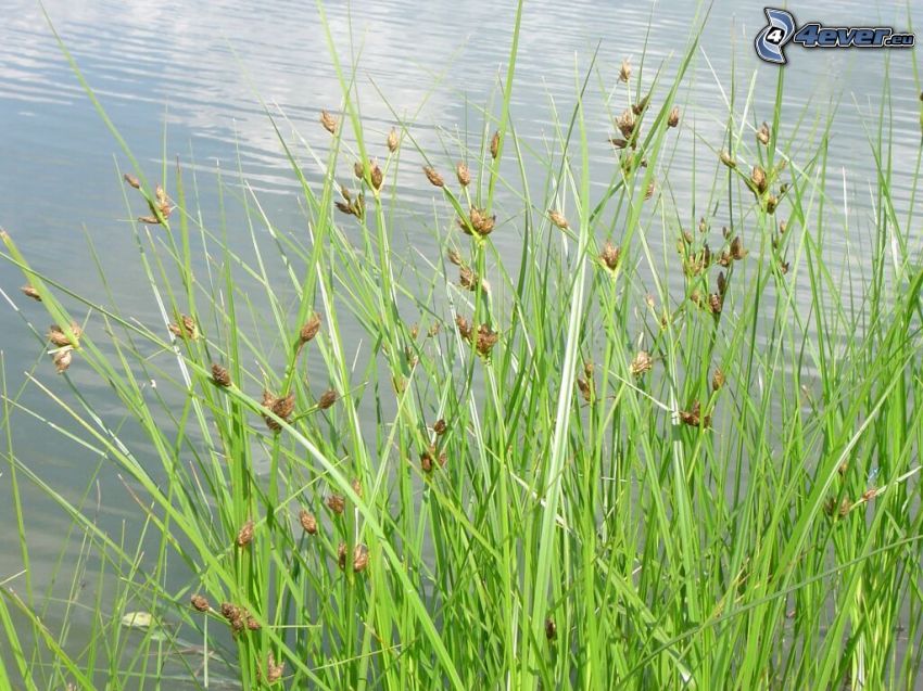 grass on the shore of the lake, water, water surface