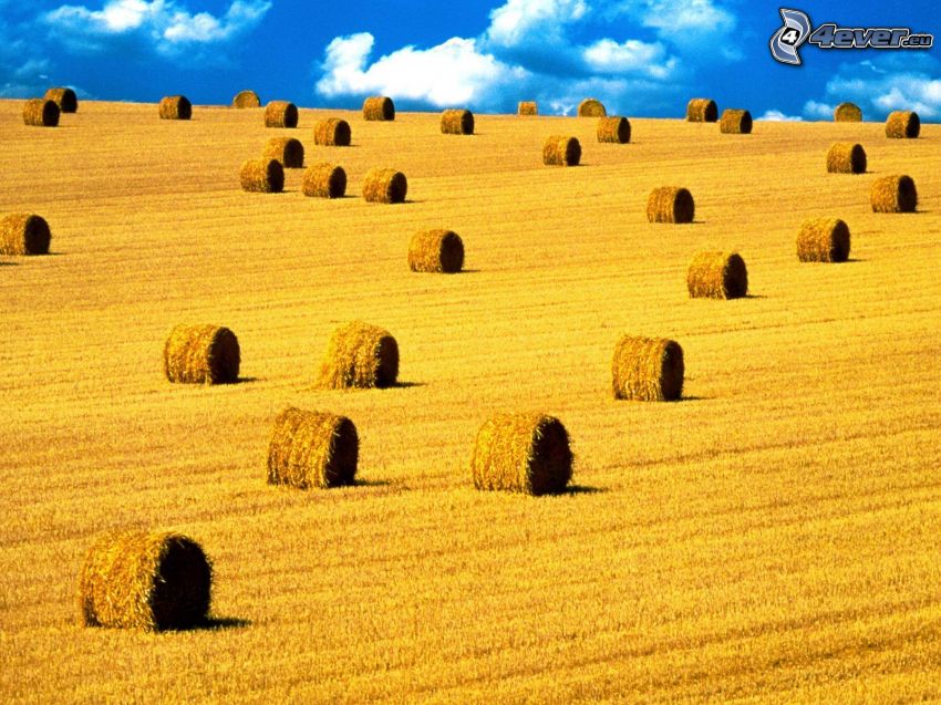hay after harvest, yellow field