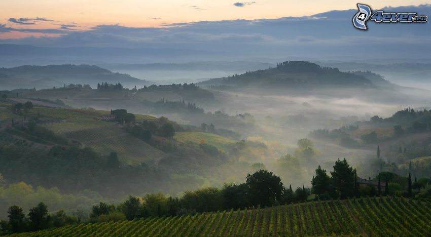 hills, vineyard, ground fog, evening