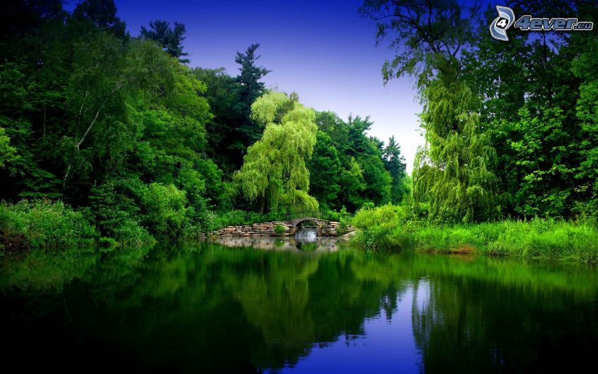 lake in woods, greenery