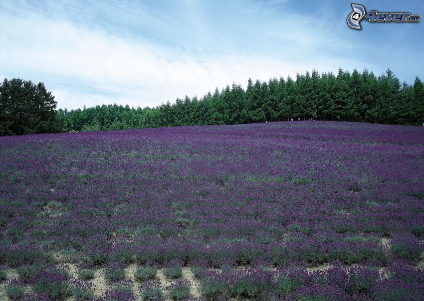 lavender field, forest