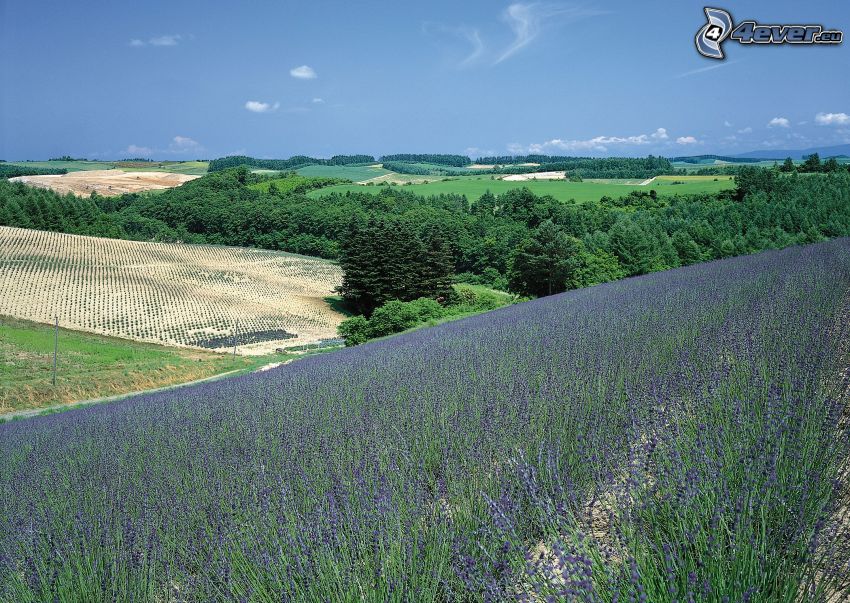 lavender field, landscape, forest