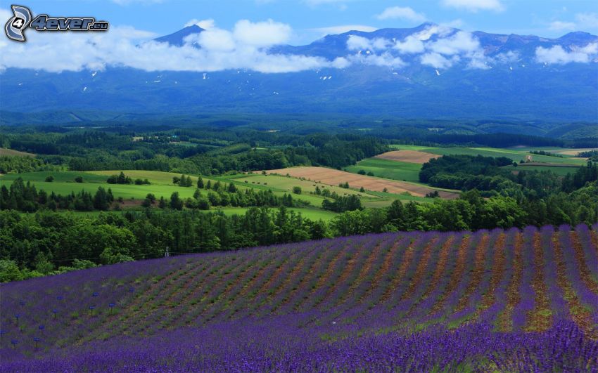 lavender field, mountains, green country