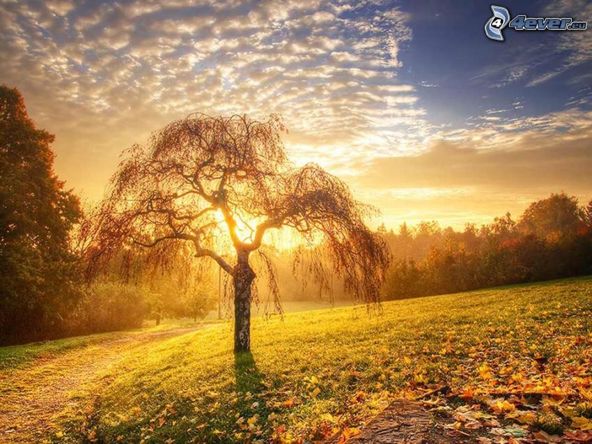 lonely tree, field path, sunset in the meadow, fallen leaves