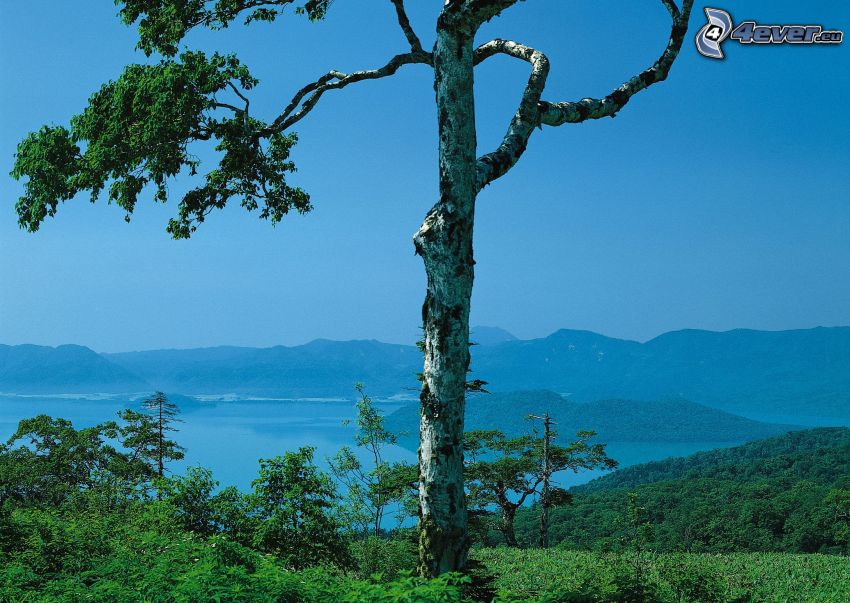 lonely tree, lake, forest