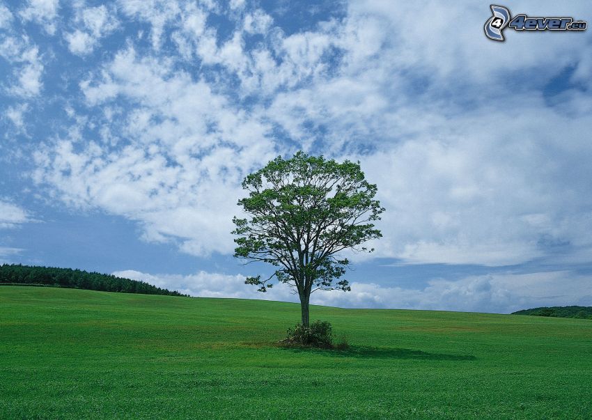 lonely tree, meadow, grass, forest
