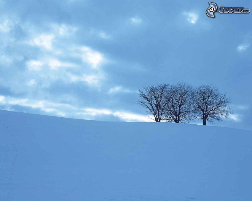 lonely trees, snowy meadow, clouds