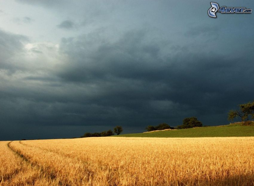 mature wheat field, clouds