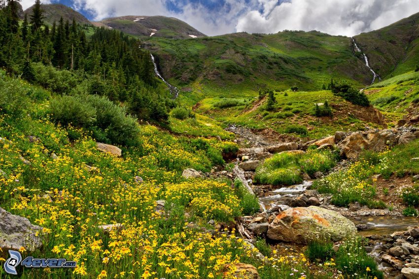 meadow, hills, creek, yellow flowers