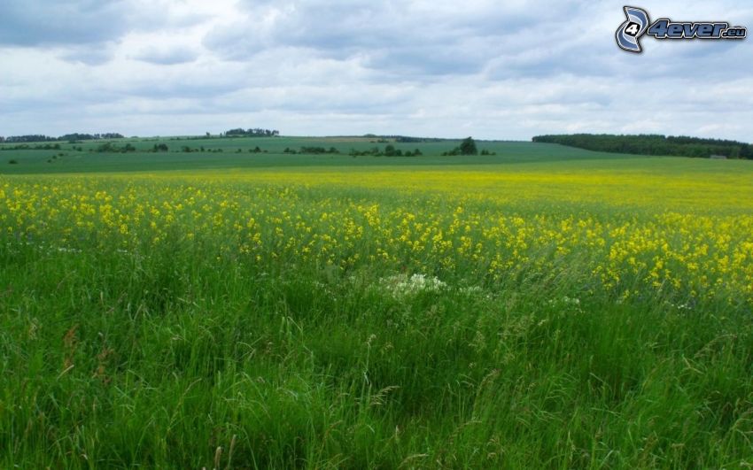 meadow, yellow flowers