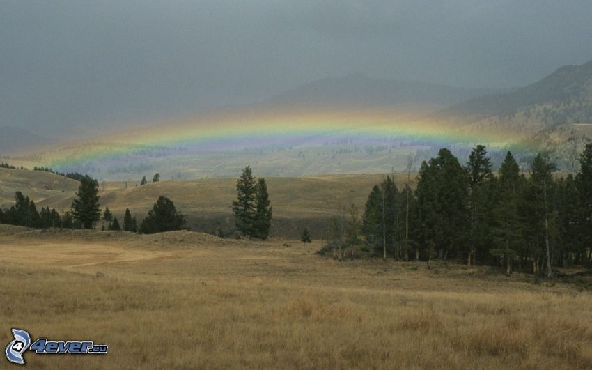 meadows, trees, rainbow