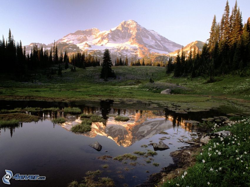 Mount Rainier, snowy mountain above the lake, mountain lake, coniferous trees, reflection