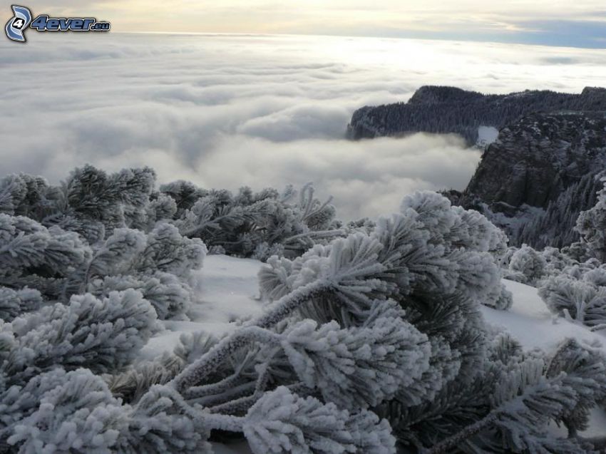 mountain pine, frozen forest, inversion