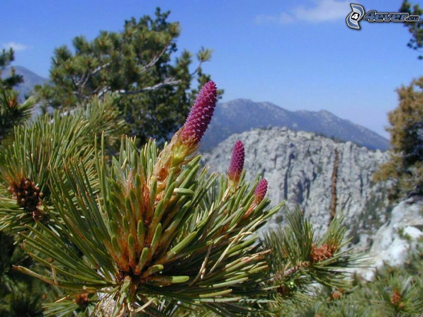 mountain pine, plant, flower, mountains