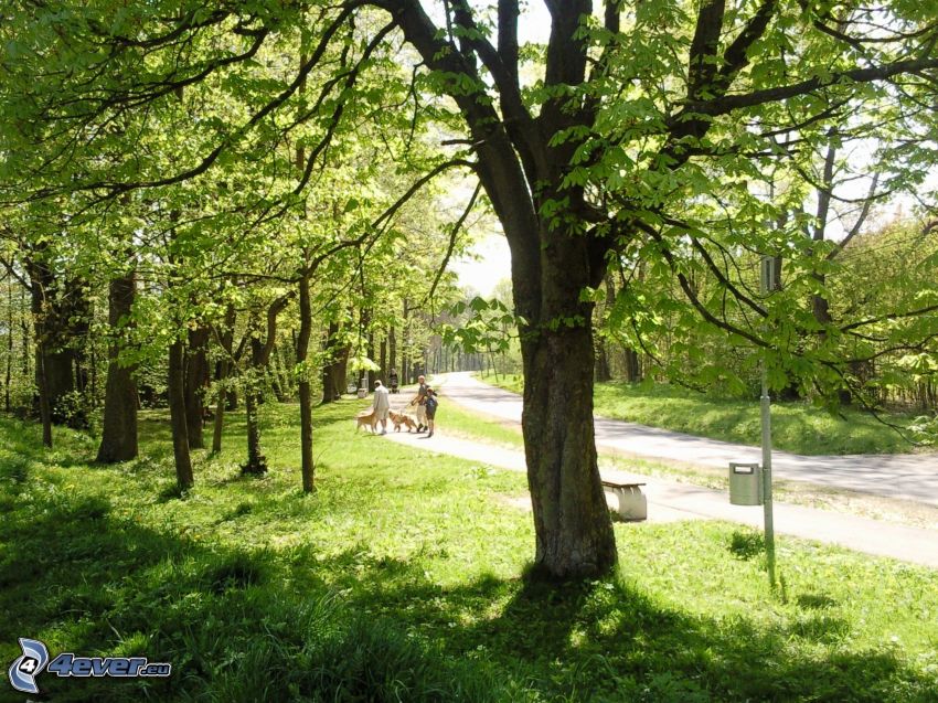 nature, park, walking