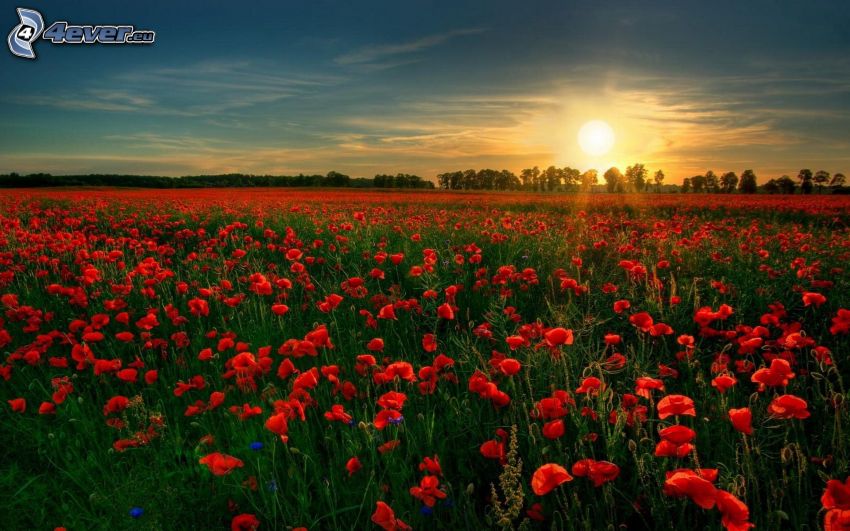papaver rhoeas, sunset over meadow
