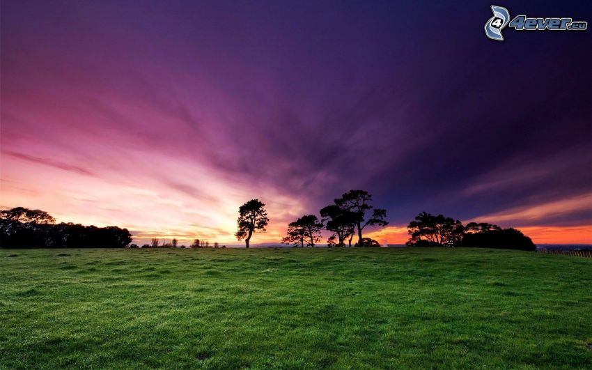 purple sky, after sunset, silhouettes of the trees, green grass