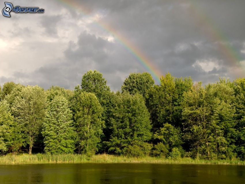 rainbow over trees, clouds, lake in the forest