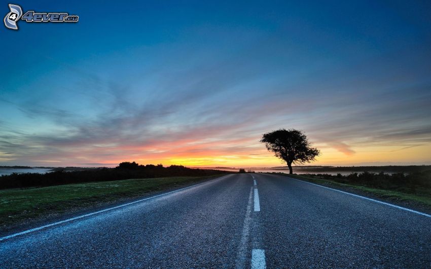 road, after sunset, lonely tree