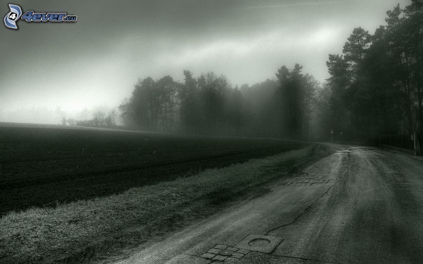 road, fog, forest, field