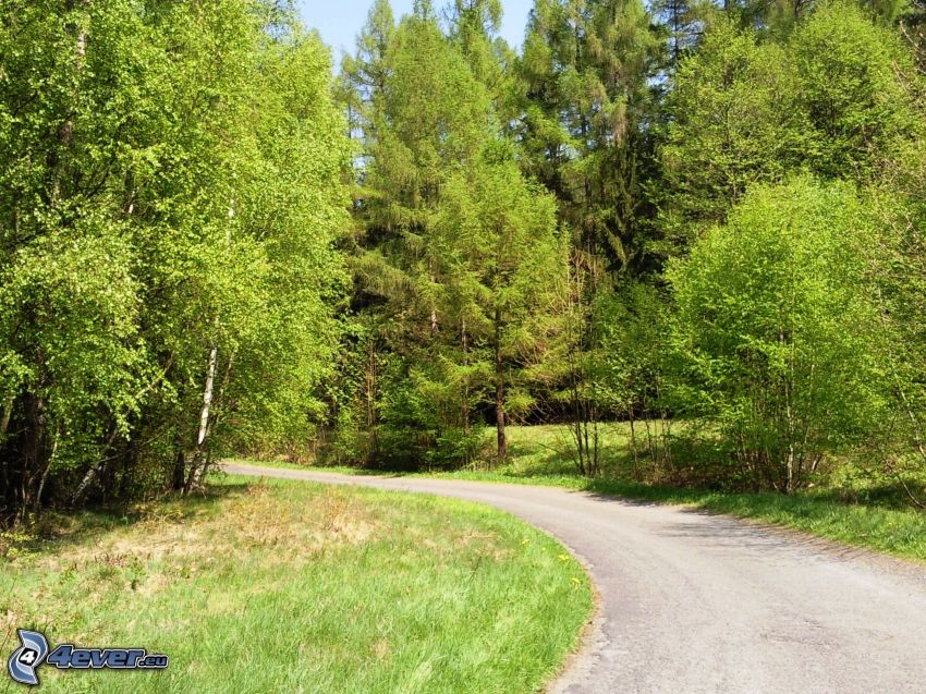 road through forest, road curve, deciduous trees