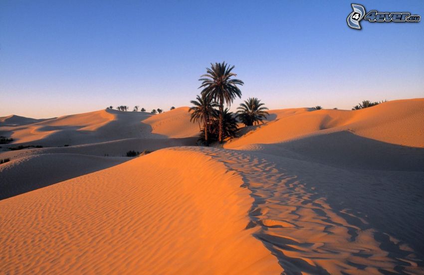 Sahara, palm tree, desert