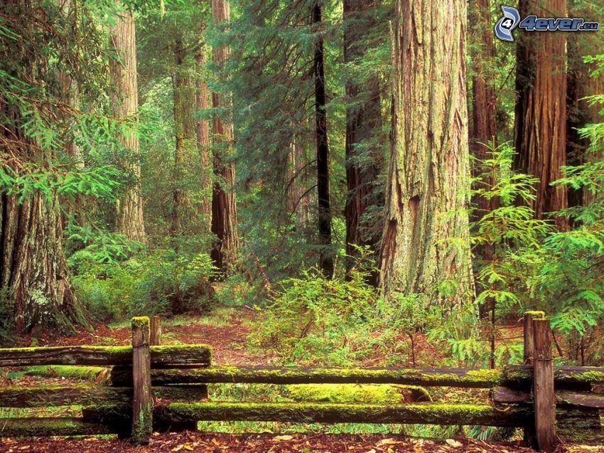 sequoia, old wooden fence, moss, forest, huge trees