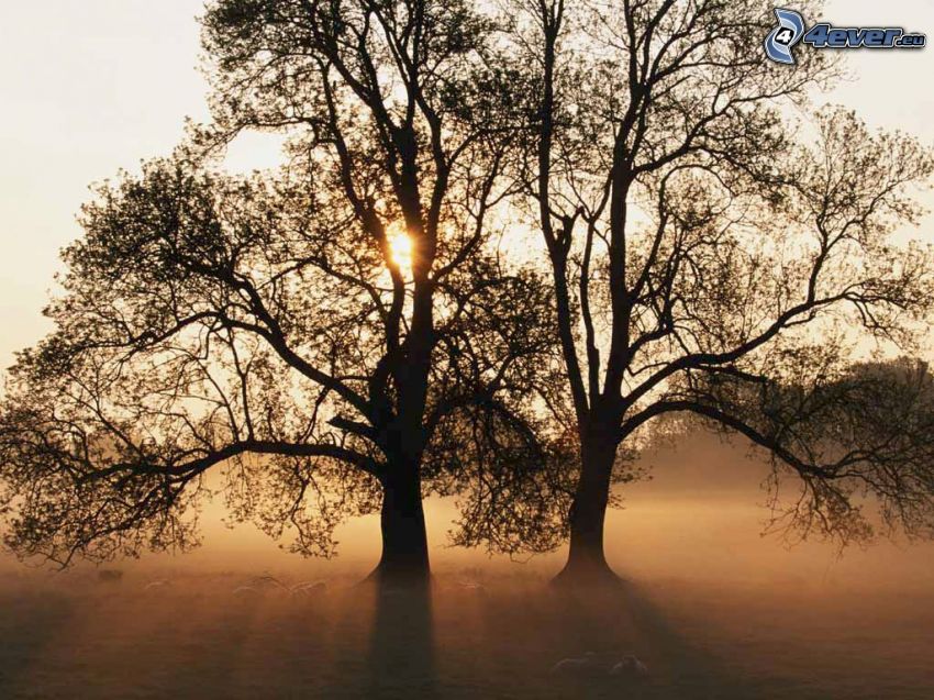 silhouettes of the trees, ground fog, sunset behind a tree