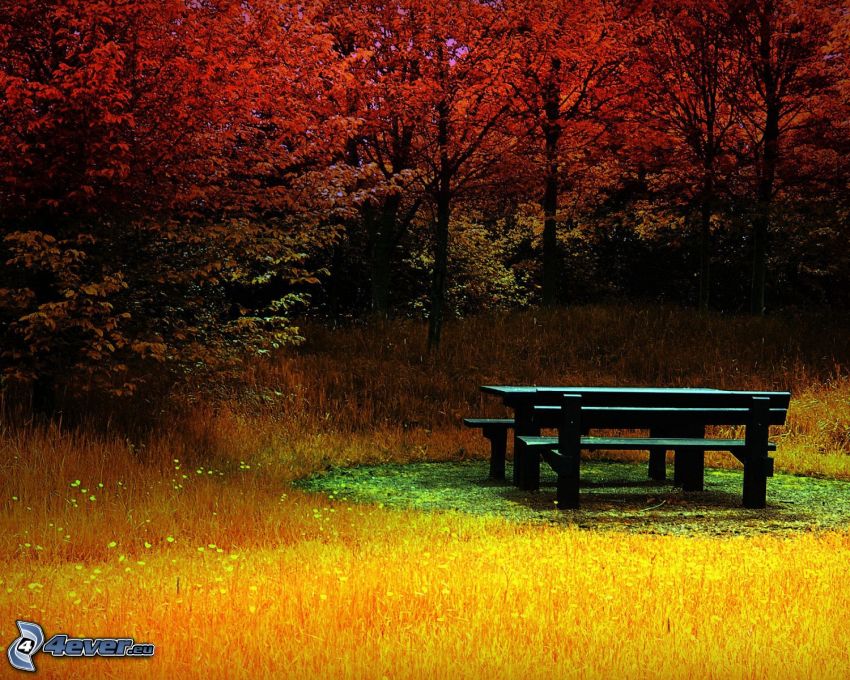sitting, table, benches, colour trees, grass