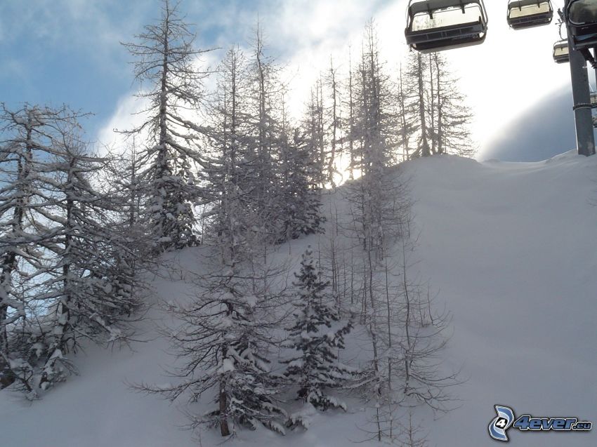 ski tow, cable-car, snowy trees, snow