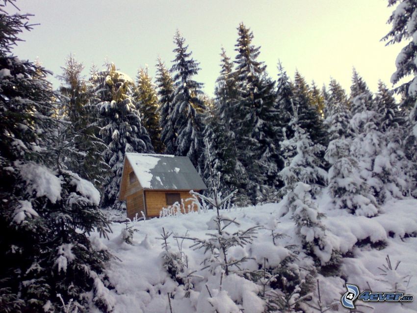 small mountain cottage, snowy forest, coniferous forest, abies