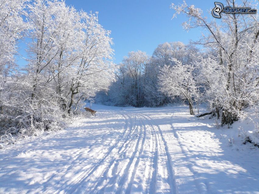 snow-covered road, tracks in the snow, frozen trees, winter